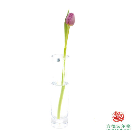 【单瓣郁金香】 琦梦 10枝一扎 商品图5