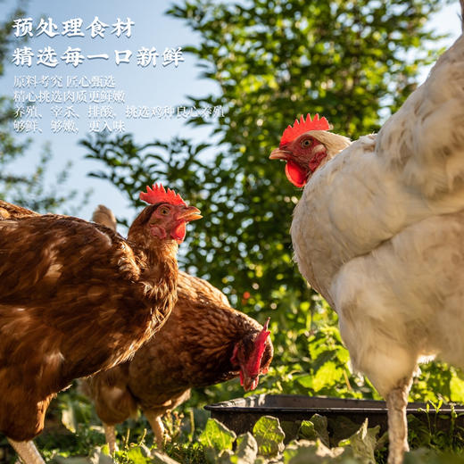 【新升级700g】〡招牌吮指老卤烧鸡700g ，皖北风味 加热即食 香气扑鼻 肥而不腻 商品图5