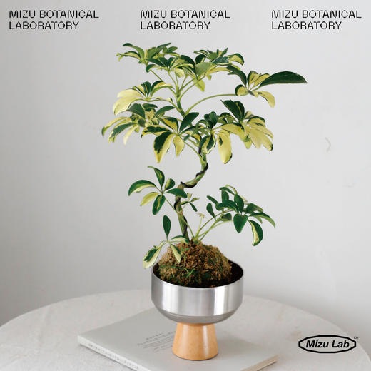 CURATED PLANTS 苔玉-花叶小鸭脚-快递发出 商品图0