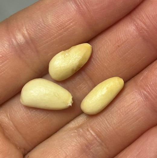 🌸绿色天然的杉臻松子，原料取自长白山原生态自然环境中的松树，无农药残留及污染，确保了产品的天然与健康。颗粒饱满，果仁香气浓郁～～ 商品图2