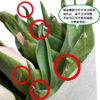 【单瓣郁金香】 寓言 10枝一扎 商品缩略图1