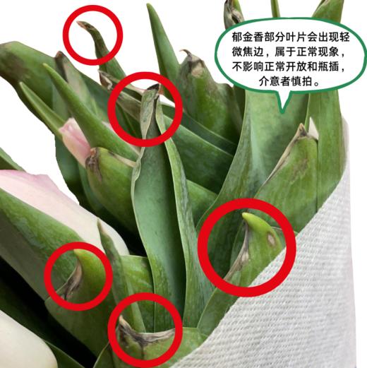 【单瓣郁金香】 寓言 10枝一扎 商品图1