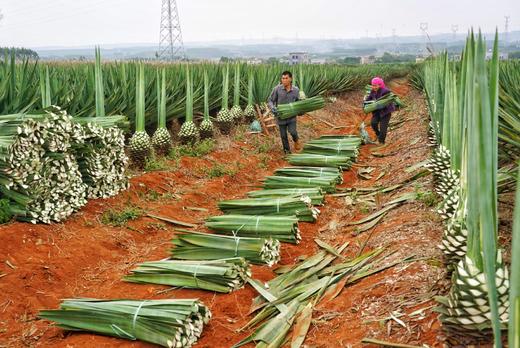4.18湛江徐闻，菠萝的海（菠萝丰收季节）、南极村、白茅海‘乌石海4天摄影 商品图5