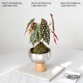 苔玉植物-鳟鱼秋海棠（快递发出）