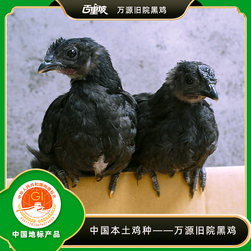 百里坡旧院黑鸡（90天）