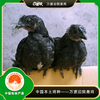 百里坡旧院黑鸡（90天） 商品缩略图0