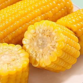特价内蒙古少有沙土地玉米沙土地黄糯玉米  8根装