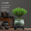 老桩内好养水培小叶苗微花卉盆栽盆景办公室赤楠四季常青景观植物 商品缩略图2