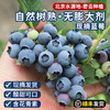 【包邮】 密云本地自然熟新鲜蓝莓 无膨大剂  酸甜爆汁 孕妇 时令水果  125gx4盒 商品缩略图0