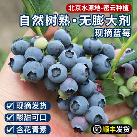 【包邮】 密云本地自然熟新鲜蓝莓 无膨大剂  酸甜爆汁 孕妇 时令水果  125gx4盒