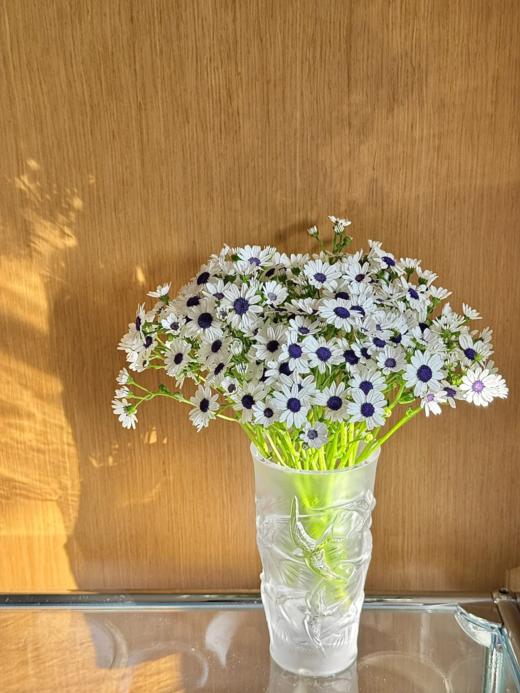 精品日本进口小众高端花材瓜叶菊鲜切花多色选择 商品图8