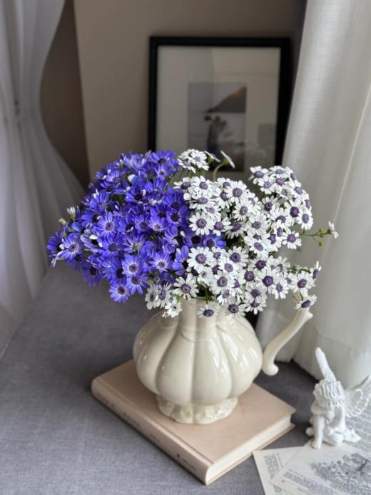 精品日本进口小众高端花材瓜叶菊鲜切花多色选择 商品图7