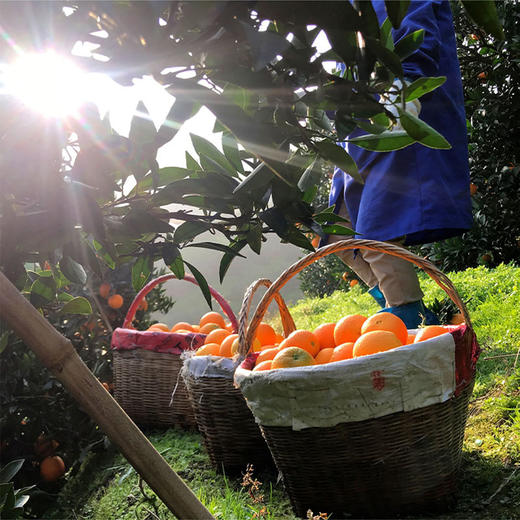 【秭归中华红橙】脐橙之乡湖北秭归新鲜采摘发货，皮薄肉厚，果肉脆嫩化渣，汁多味浓，橙子中的颜值担当 商品图9