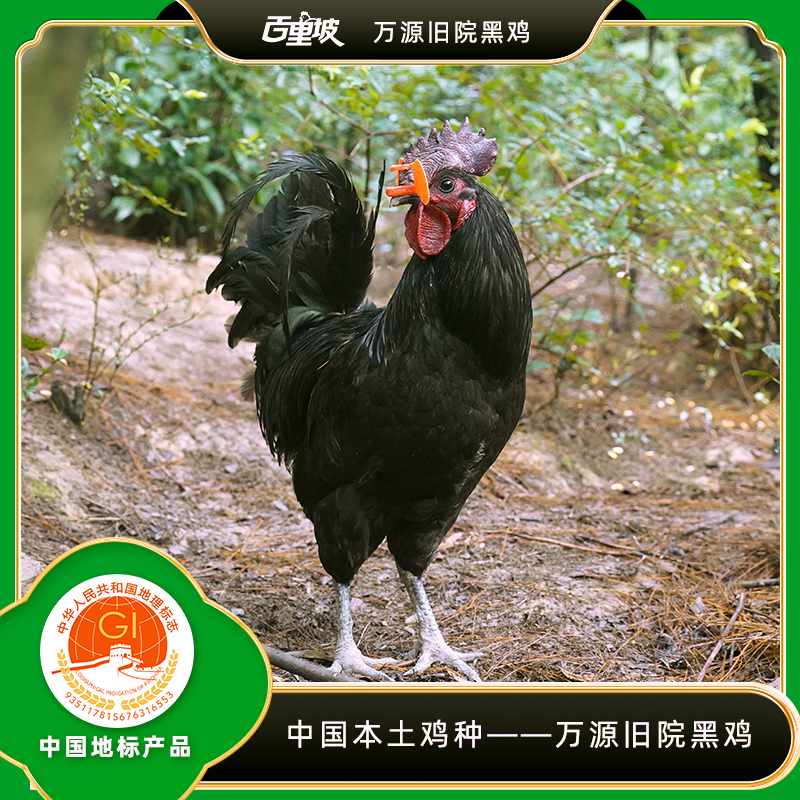 百里坡旧院黑鸡青年鸡（2.5-3斤左右）