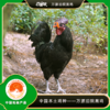 百里坡旧院黑鸡青年鸡（2.5-3斤左右） 商品缩略图1