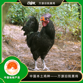 百里坡旧院黑鸡青年鸡（2.5-3斤左右）