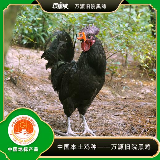 百里坡旧院黑鸡青年鸡（2.5-3斤左右） 商品图1