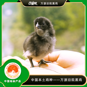 百里坡旧院黑鸡青年鸡（2.5-3斤左右）