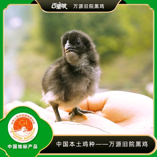 百里坡旧院黑鸡青年鸡（2.5-3斤左右） 商品图0