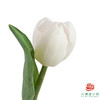 【单瓣郁金香】 桃夭 10枝一扎 商品缩略图0