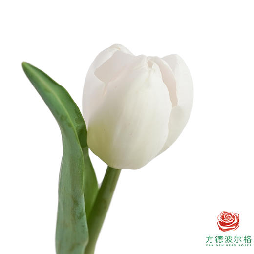 【单瓣郁金香】 桃夭 10枝一扎 商品图0