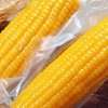 特价内蒙古少有沙土地玉米沙土地黄糯玉米  8根装 商品缩略图4