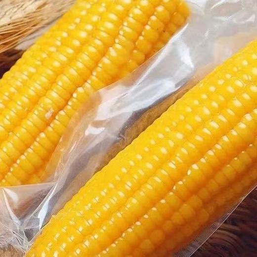 特价内蒙古少有沙土地玉米沙土地黄糯玉米  8根装 商品图4