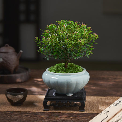 老桩内好养水培小叶苗微花卉盆栽盆景办公室赤楠四季常青景观植物 商品图3