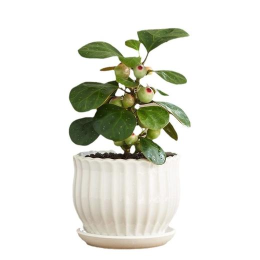 老桩内好养水培小叶苗微花卉盆栽盆景办公室赤楠四季常青景观植物 商品图4