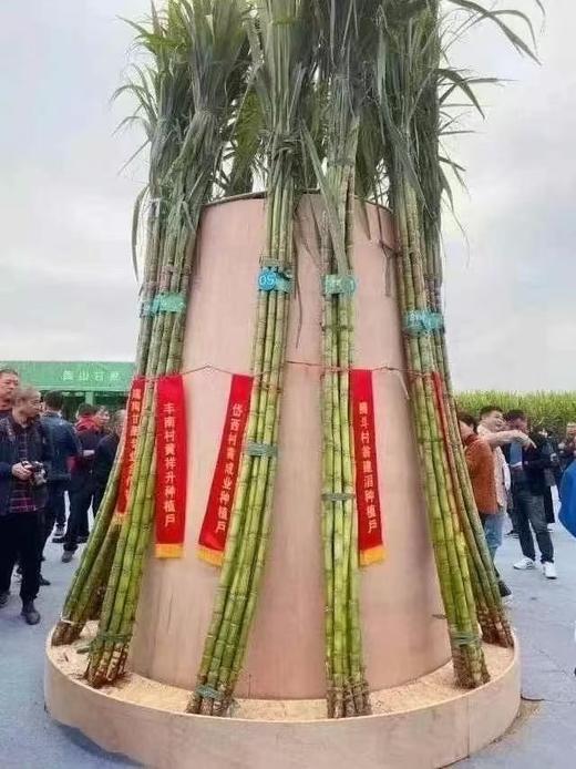 周六取货 ：【正宗陶山甘蔗】一箱毛重4斤左右，渣软多汁，脆甜松软！甜而不腻！营养丰富，天然种植！ 商品图8