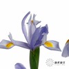 配花 | 鸢尾上海 商品缩略图3