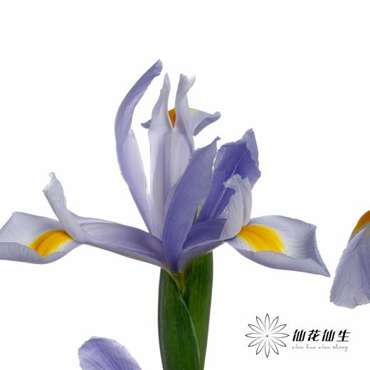 配花 | 鸢尾上海 商品图3