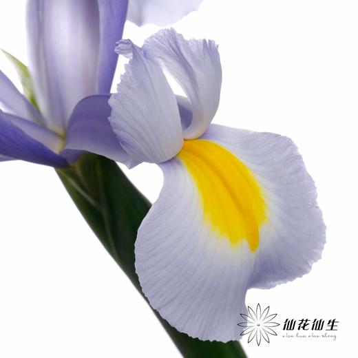 配花 | 鸢尾上海 商品图2