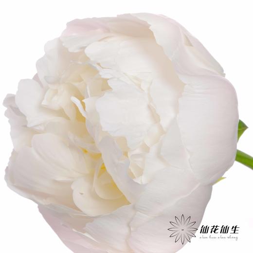 国产反季节芍药 | 美国小姐（反季节花材花头杆子偏瘦弱） 商品图2