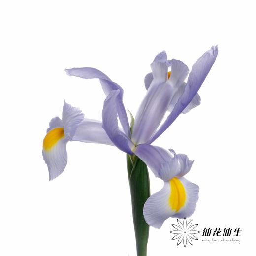 配花 | 鸢尾上海 商品图4