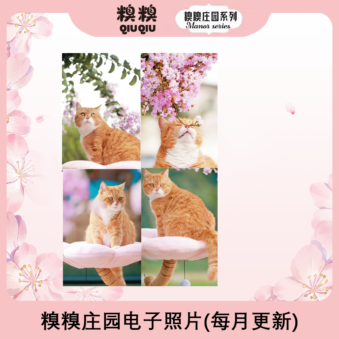 糗糗庄园猫猫电子照片