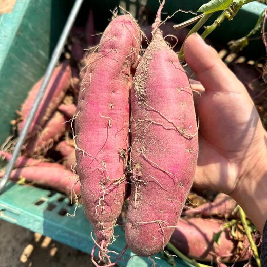 🍠海南 · 沙地 · 富硒 · 鸣门金时地瓜 · 粉糯香甜（精品单果2-8两） 商品图2