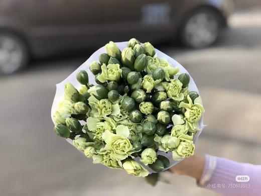 多头康乃馨10只 商品图6