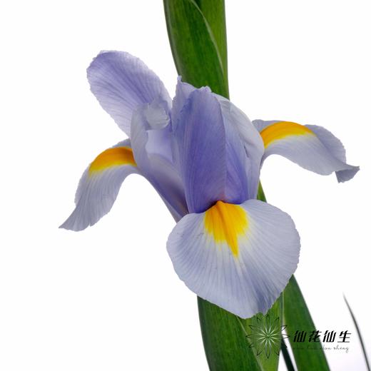配花 | 鸢尾上海 商品图8