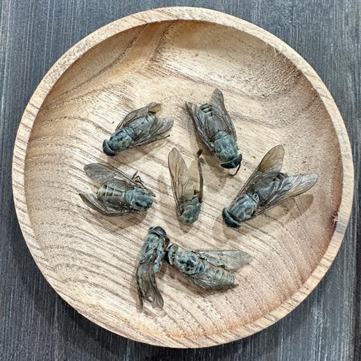 采云堂正宗虻虫中药材牛虻虫精选大个手工挑选无杂质气味浓郁干货 商品图2
