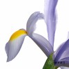 配花 | 鸢尾上海 商品缩略图9