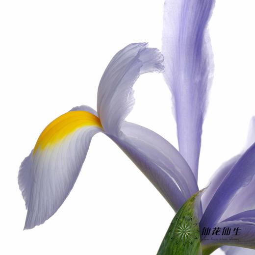 配花 | 鸢尾上海 商品图9