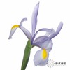 配花 | 鸢尾上海 商品缩略图7