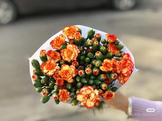 多头康乃馨10只 商品图5