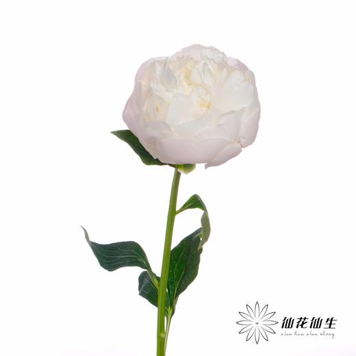 国产反季节芍药 | 美国小姐（反季节花材花头杆子偏瘦弱） 商品图3