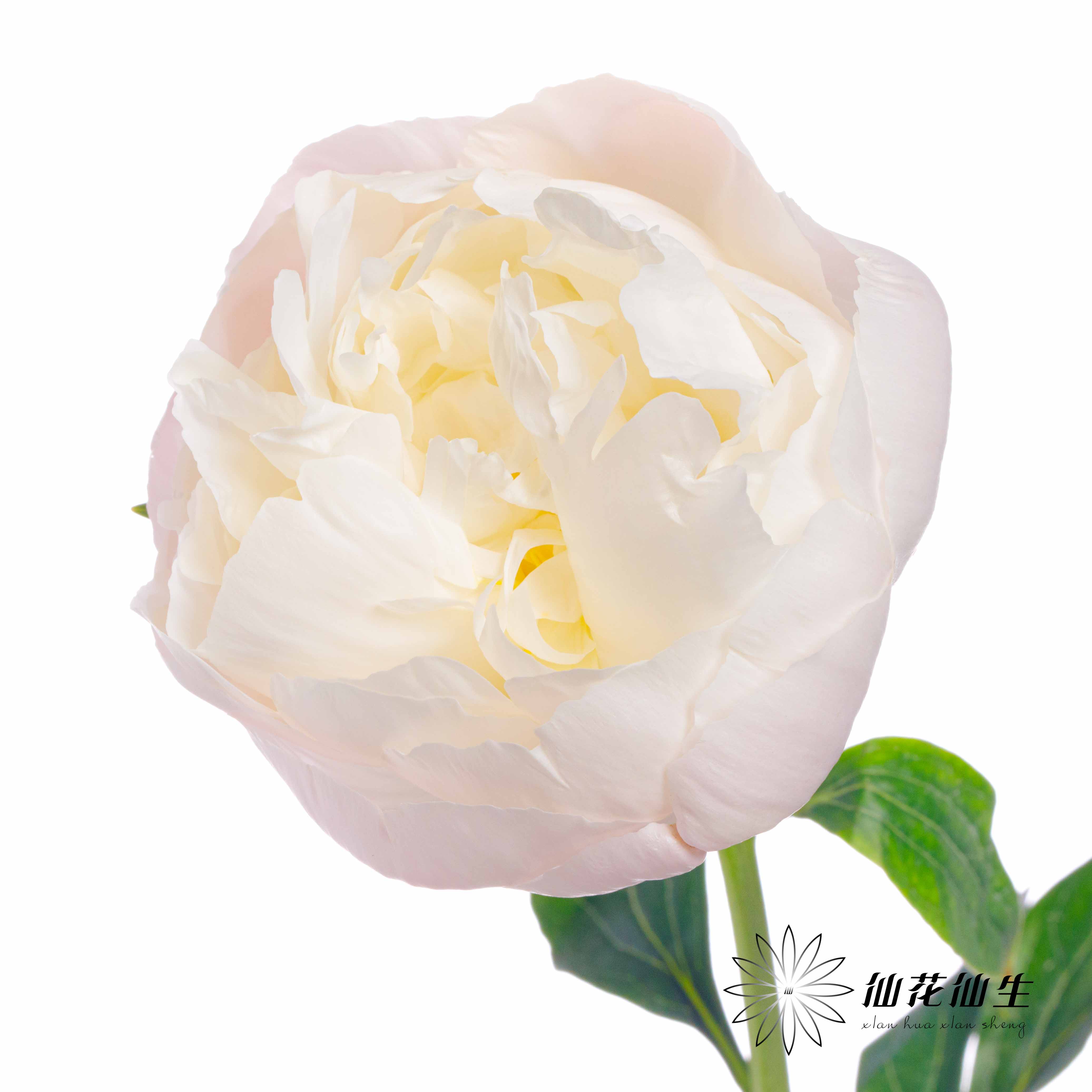 国产反季节芍药 | 美国小姐（反季节花材花头杆子偏瘦弱）