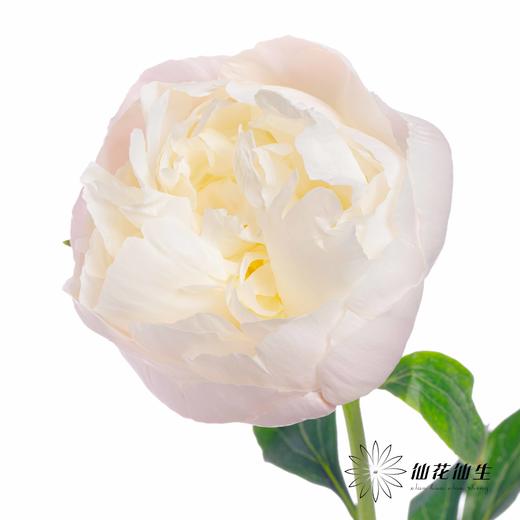 国产反季节芍药 | 美国小姐（反季节花材花头杆子偏瘦弱） 商品图0