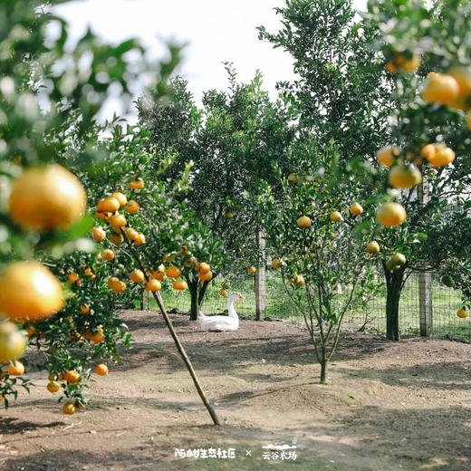 朴门永续设计（PDC认证课程）【线下】课程 商品图7