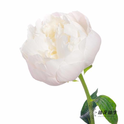 国产反季节芍药 | 美国小姐（反季节花材花头杆子偏瘦弱） 商品图10