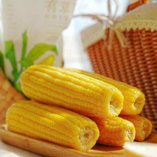 石家庄优选仓库速达，田里有草有机黄糯玉米， 来自东北公主岭玉米，甜甜的黄糯玉米，200克*12穗礼盒装 商品图6